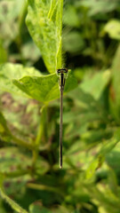 dragonfly on a green leaf