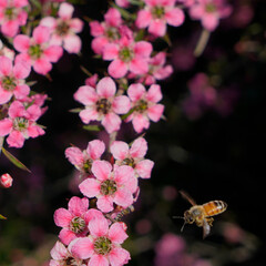 bee on manuka flower