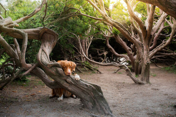 dog near crooked trees. Nova Scotia Duck Tolling Retriever. Pet in the park