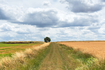 Fototapeta na wymiar Farmland in France. Harvest season. Road in cereals field with traces of tractor wheels. Lonely tree at horizon. Organic agriculture concept.