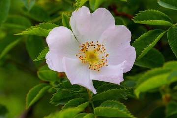 Eine zarte, sanfte, weiche weiße Blüte der Heckenrose (lat. Rosa canina)