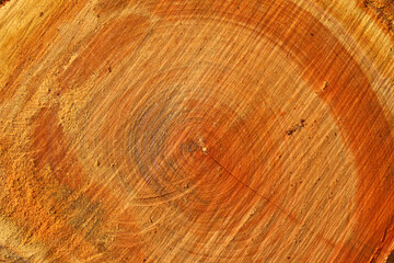 Naklejka premium wood texture background of a cut tree 