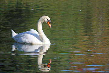 Naklejka na ściany i meble Swan in reflection on a lake 