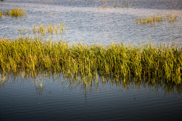 reeds in the water