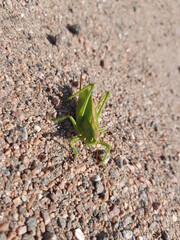 beautiful green meadow grasshopper on the sand