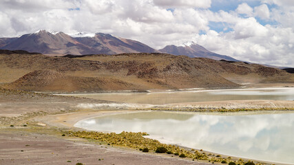 Laguna Honda with pampa grass in Bolivia