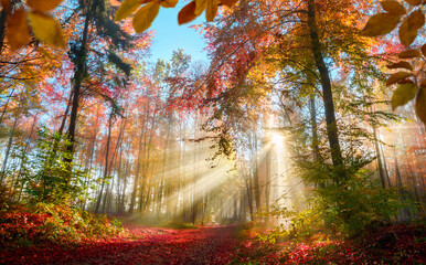 Fabulous sun rays in a forest in autumn