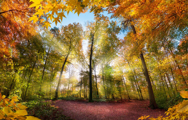 Fabulous autumn scenery in a colorful forest