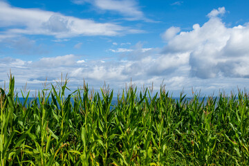General shot of a corn field, a sunny summer morning, with the sea and a blue sky with white clouds, horizontal, in Cantabria, Spain