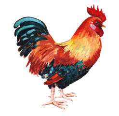 Watercolor realistic image of cock.