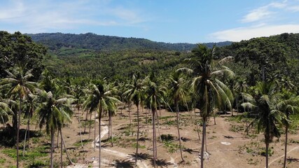 Fototapeta premium Aerial drone view, island landscape, coconut palm plantations, Thailand. Natural idyllic paradise scene. Mountain hill, tropical exotic wild jungle green rainforest. Deforestation environmental damage