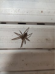 Araignée