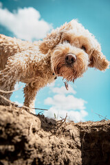 Tierportrait