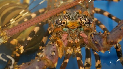 Close up macro, alive raw lobsters in shop. Blue basin with ice water, delicatessen fresh uncooked mediterranean lobsters placed on stall in seafood store. Natural background with marine inhabitants.