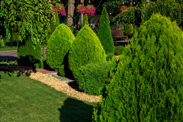 Landscaping of a backyard garden with evergreen conifers and thuja by yellow stone mulch in a summer greenery park with decorative landscape design and lawn lit by sunlight, nobody.