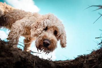 Tierportrait