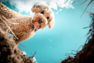 Tierportrait