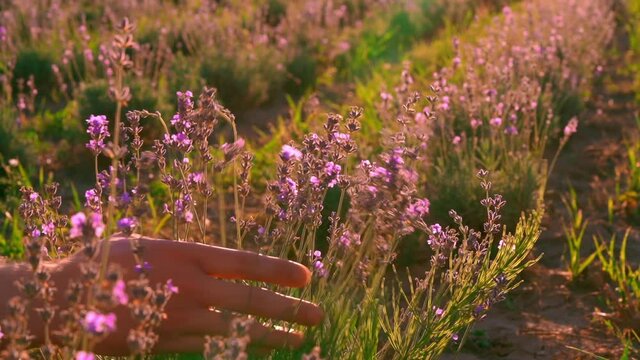 close up man holding flowers lavender on shrub slow motion summer meadow in sunlight