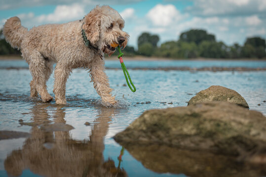 Hund im Wasser