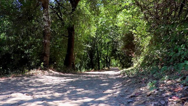 Still shot of a quiet trail in Saratoga Redwoods in Northern California on a hot summer afternoon
