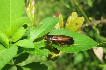 American cockroach on green leaf in Florida nature, closeup