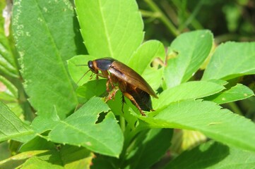 American cockroach on plant in Florida wild, closeup