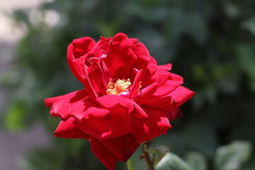 red rose in the garden