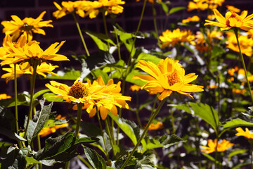 many yellow large Echinacea buds with green leaves in the garden near the house side view . medicinal herbs used in medicine to increase immunity