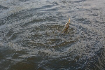 Summer fishing, perch fishing spinning reel on the lake

