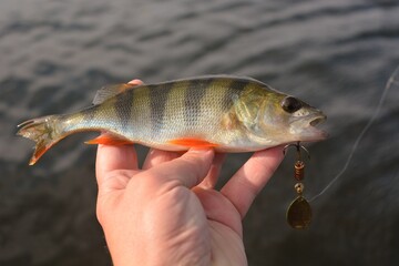 Summer fishing, perch fishing spinning reel on the lake
