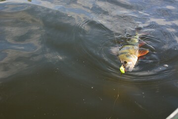 Summer fishing, perch fishing spinning reel on the lake

