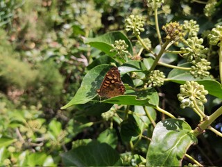 Fototapeta premium Papillon