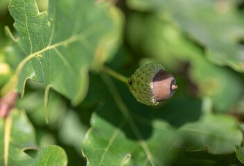 oak tree with acorns. The season for the acorn is now in September.
