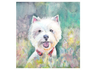 west highland white terrier dog