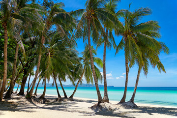 Empty clean paradise White Beach of Boracay Island with many coconut trees at a sunny day with blue sky, Aklan, Visayas, Philippines,  