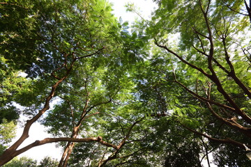 The light shining down through the big tree in park