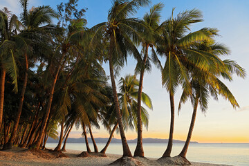 Empty clean paradise White Beach of Boracay Island with many coconut trees at sunset, Aklan, Visayas, Philippines,  