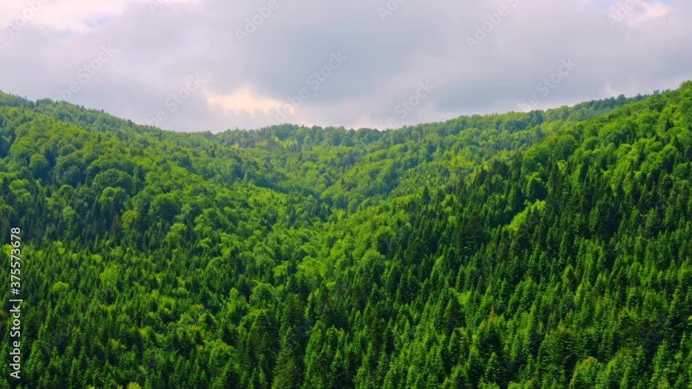 Aufkleber drone flying above top of trees with green foliage overcast sky in spring season deciduous forest