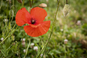 Close-up of poppies on a green background