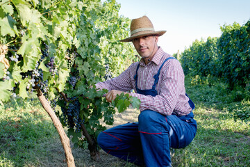 Naklejka na ściany i meble Winemaker harvesting grapes