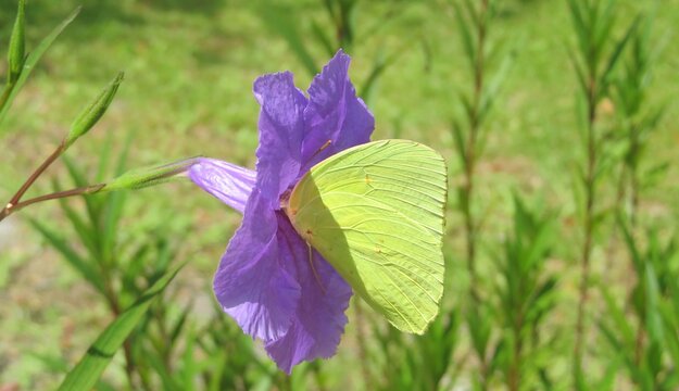 Beautiful yellow butterfly inside petunia flower in Florida nature, closeup