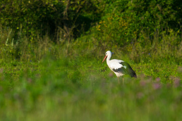 stork  in the field on a summer morning looking for food