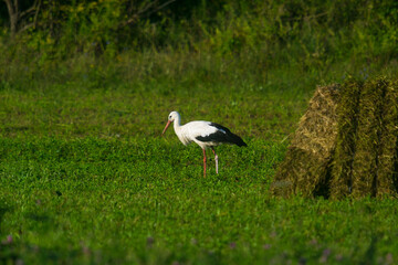 stork  in the field on a summer morning looking for food