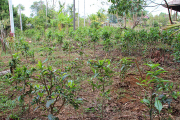 Fototapeta na wymiar tea plants (?) in an garden in bolaven in laos