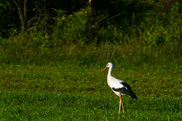 stork  in the field on a summer morning looking for food