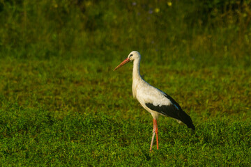 Fototapeta premium stork in the field on a summer morning looking for food