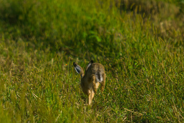 Obraz premium wild rabbit in the field in summer season