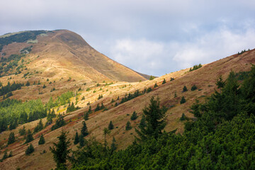 Naklejka premium peak of the mountain strymba. carpathian landscape in autumn. path uphill. colorful scenery. clouds on the sky. sunny weather.