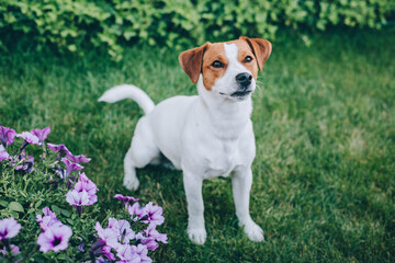 Adorable puppy Jack Russell Terrier on a green grass in a garden.