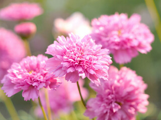 pink cosmos 'double click rose bon bon', rare, fully boasting fluffy petal flower